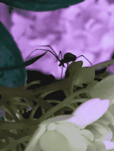 Tetragnatha sp.